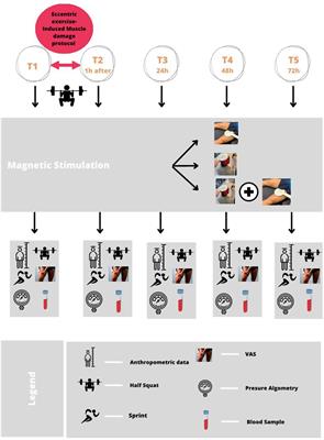 Effects of combined treatment with transcranial and peripheral electromagnetic stimulation on performance and pain recovery from delayed onset muscle soreness induced by eccentric exercise in young athletes. A randomized clinical trial